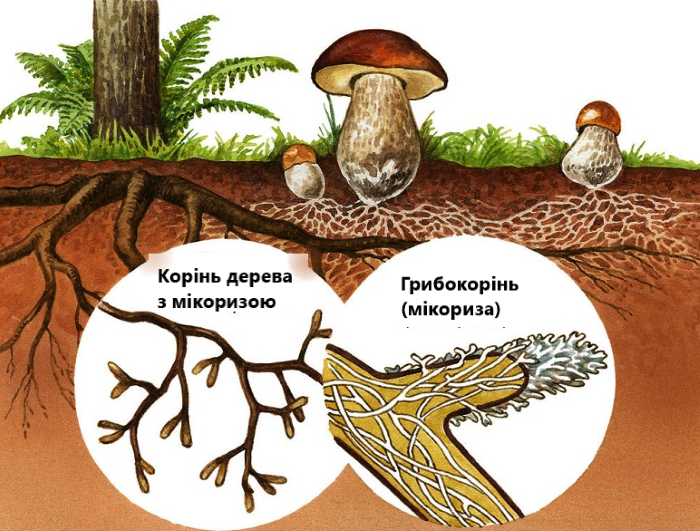 Що таке мікориза